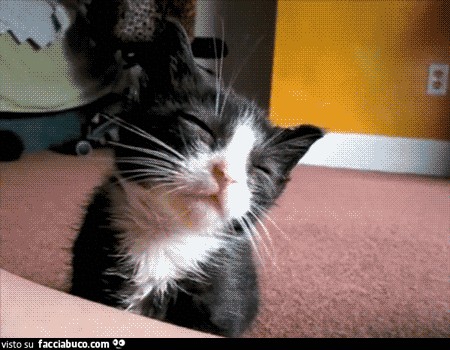 gif animata