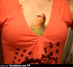 gif animata