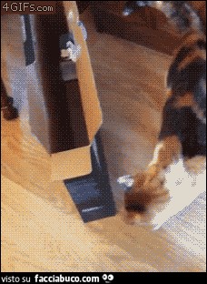 gif animata