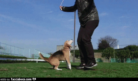 gif animata