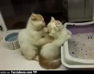 Il gattino fa un massaggio all'altro gattino
