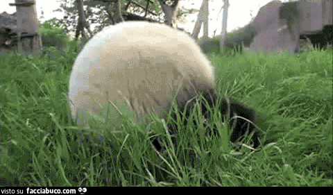 Gif animata di panda che rotola come una palla sull'erba