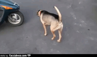 Gif animata del cane che sale sul motorino assieme al padrone