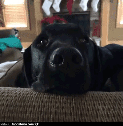 Gif Animata