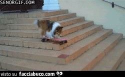 gif animata