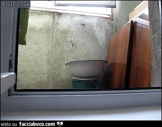 Il gatto si affaccia per guardarsi allo specchio
