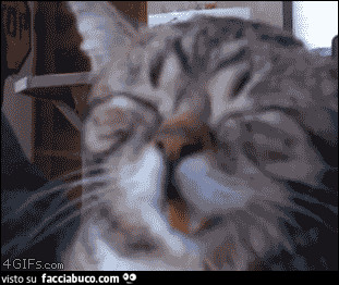 gif animata