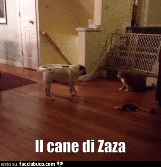 Gif animata il cane di Zaza
