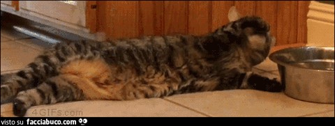 Gif animata. Un simpatico gatto che beve bagnandosi la zampetta